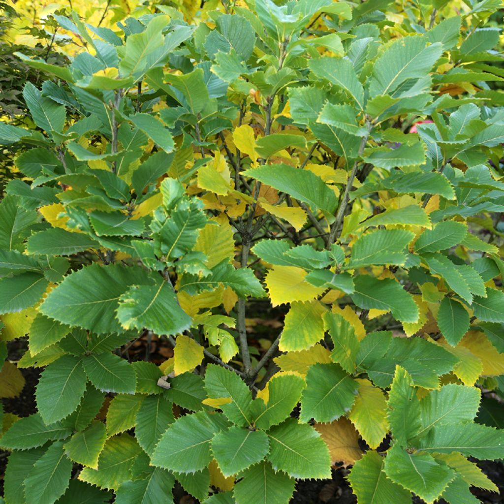 Quercus pontica - Quercia dell'Armenia