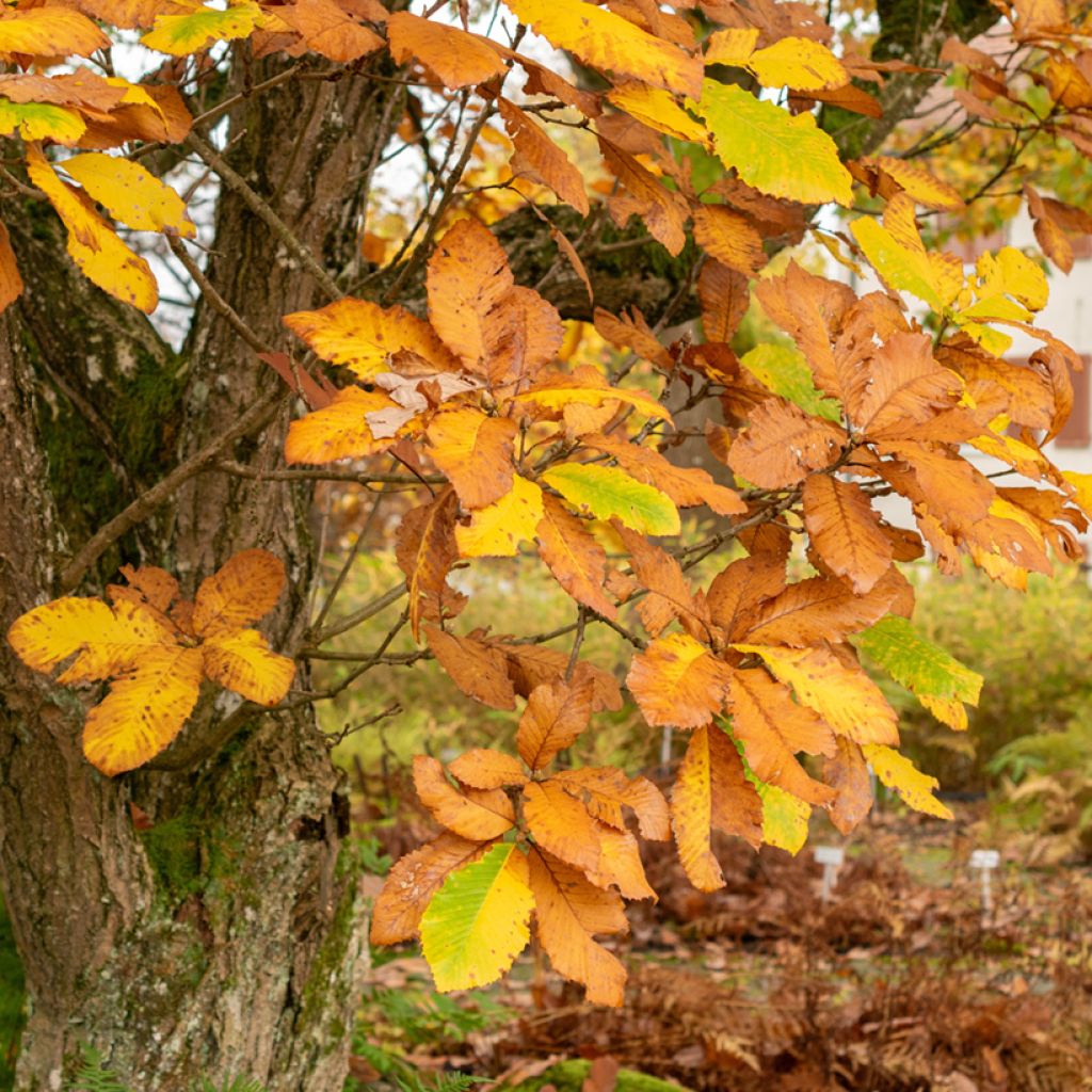 Quercus pontica - Quercia dell'Armenia