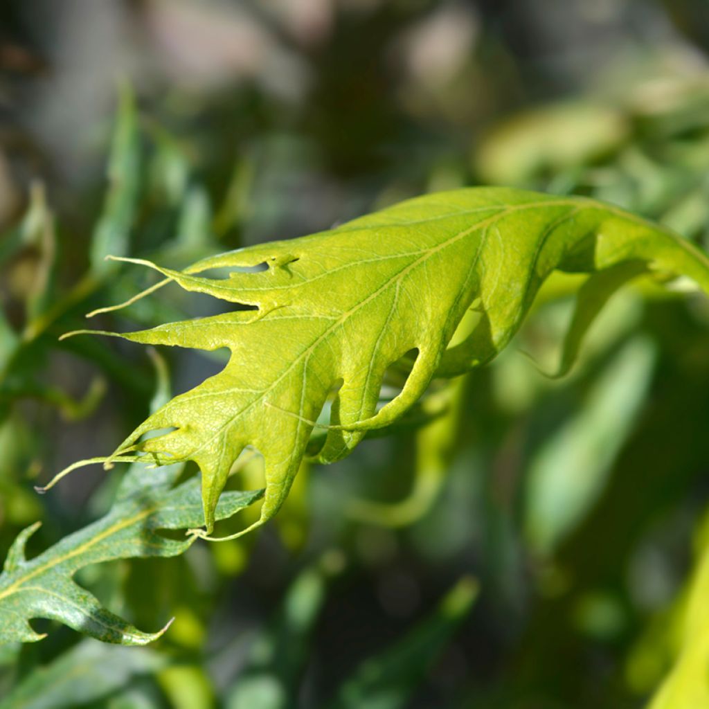 Quercus robur Miky - Farnia