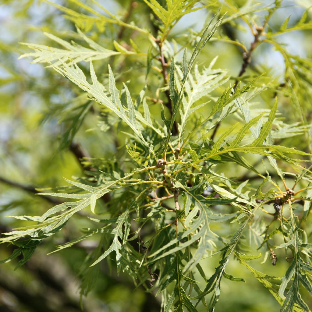 Quercus robur Pectinata - Farnia
