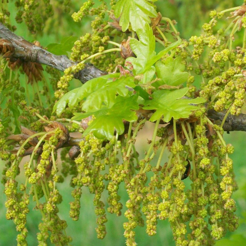 Quercus robur - Farnia