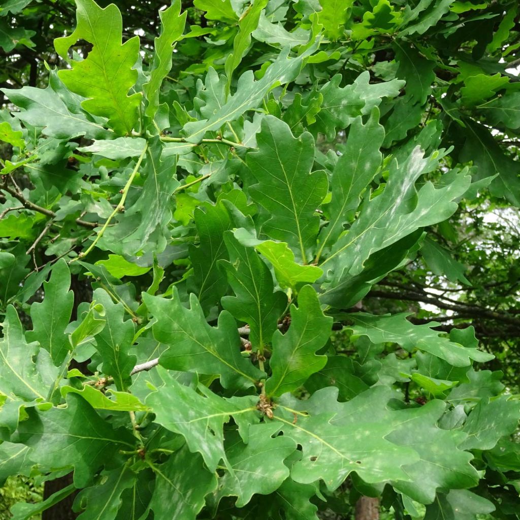 Quercus robur - Farnia