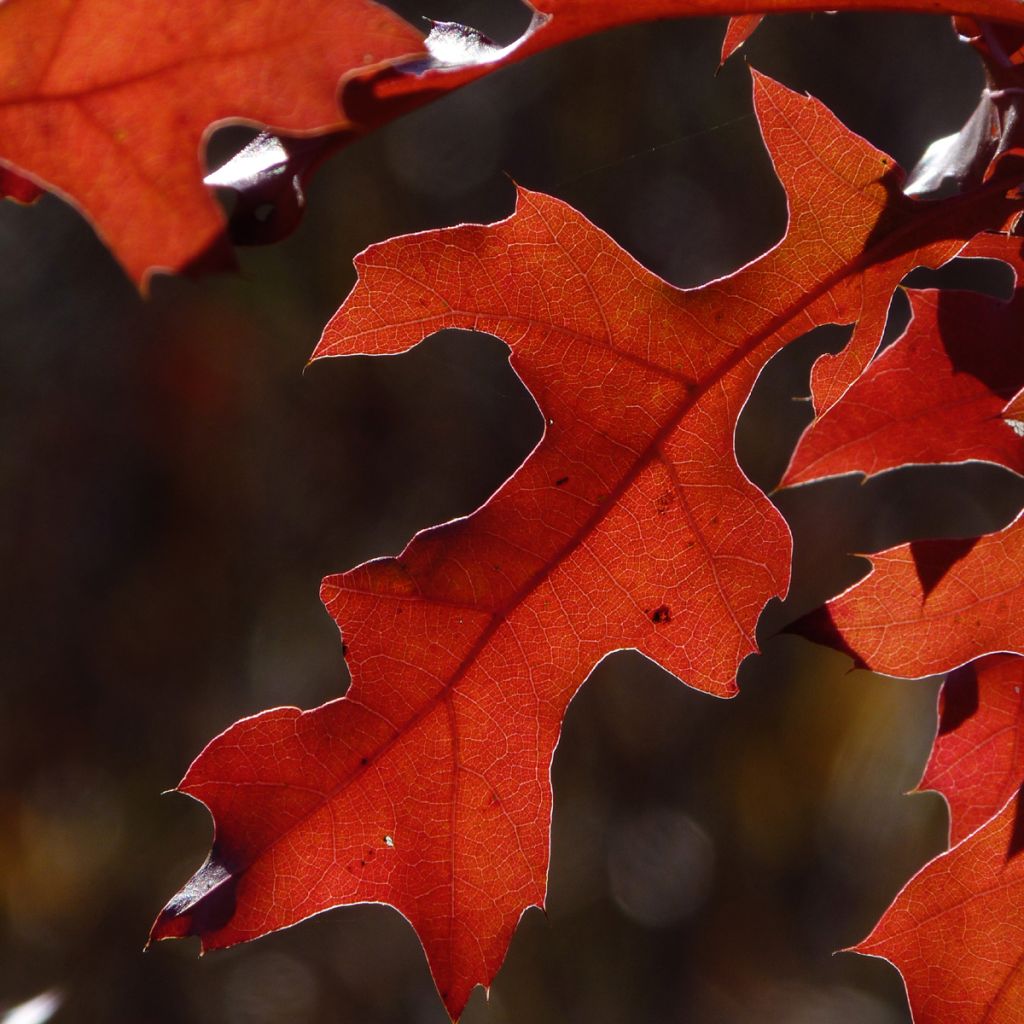 Quercus rubra - Quercia rossa