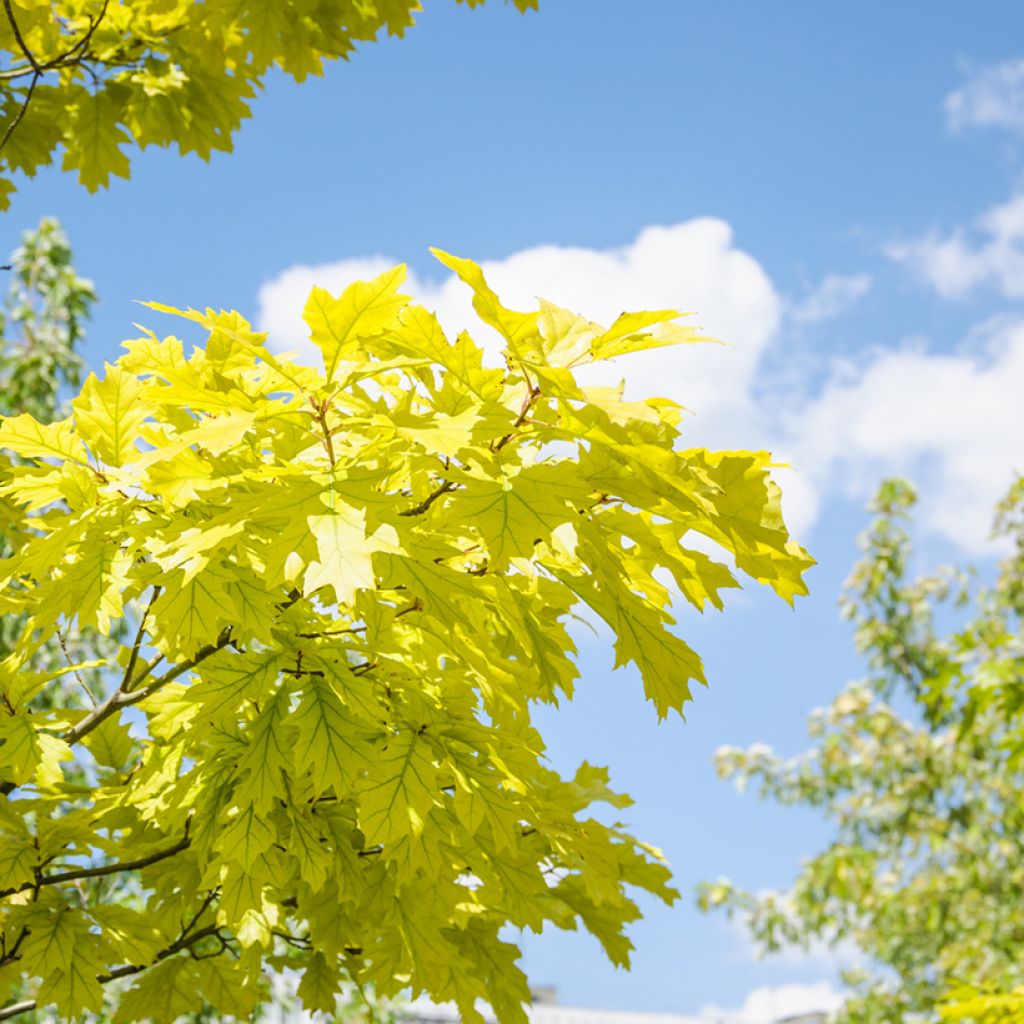 Quercus rubra Aurea - Quercia rossa