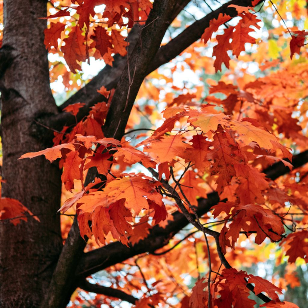 Quercus rubra - Quercia rossa