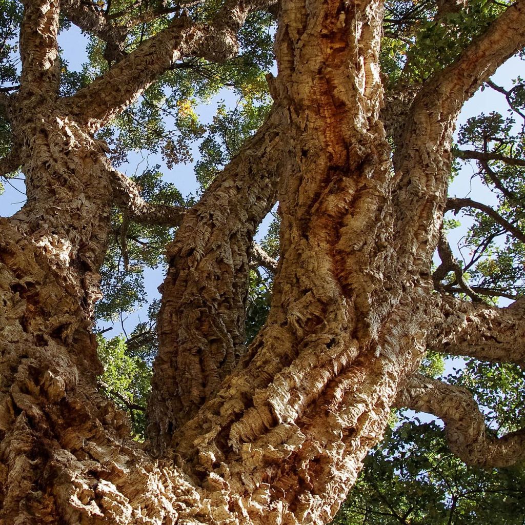 Quercus suber - Quercia da sughero
