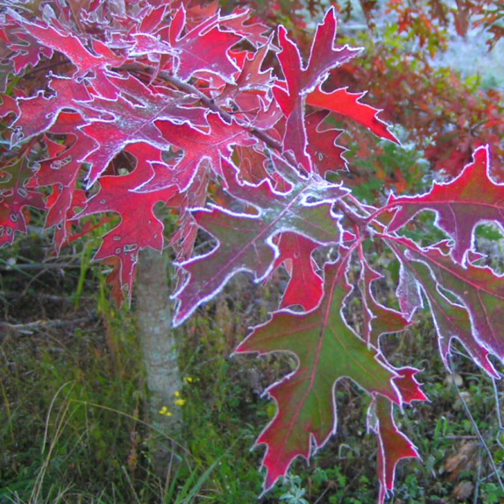 Quercia palustre - Quercus palustris