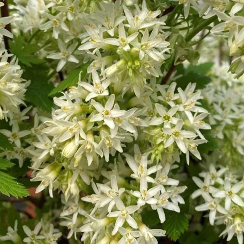 Ribes sanguigno Oregon Snowflake