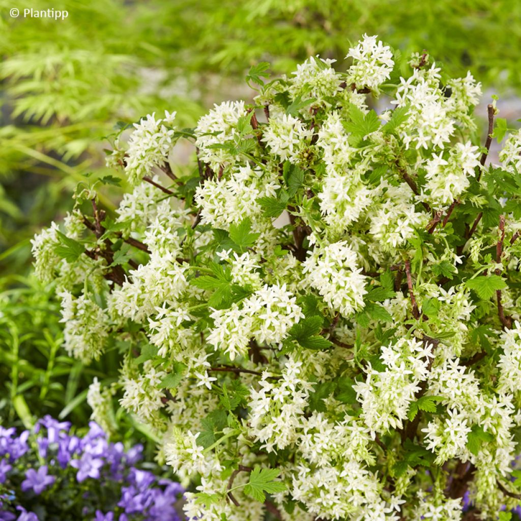 Ribes sanguigno Oregon Snowflake