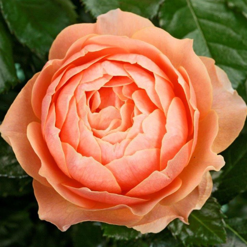 Rosa ad alberello Rochemenier Village