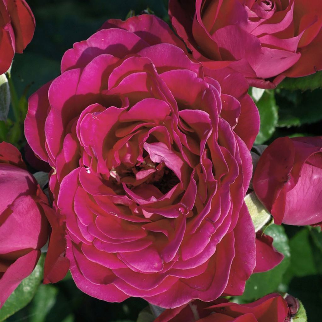 Rosa ad alberello Dominica Intercomdoor