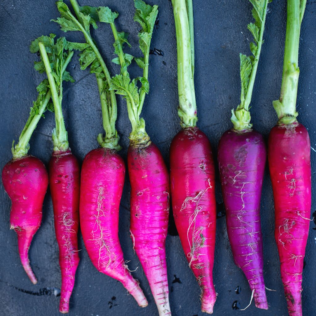 Ravanello Violet de Gournay