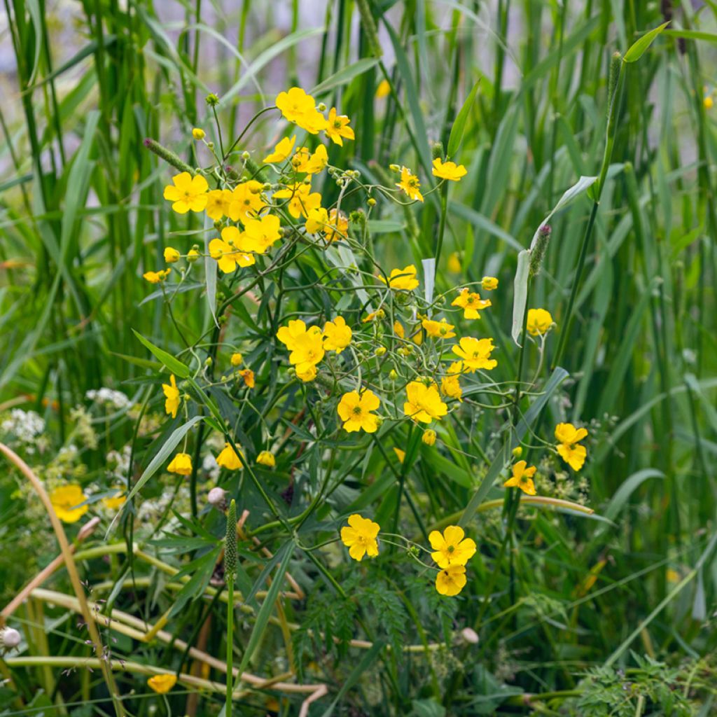 Ranunculus flammula - Ranuncolo delle passere