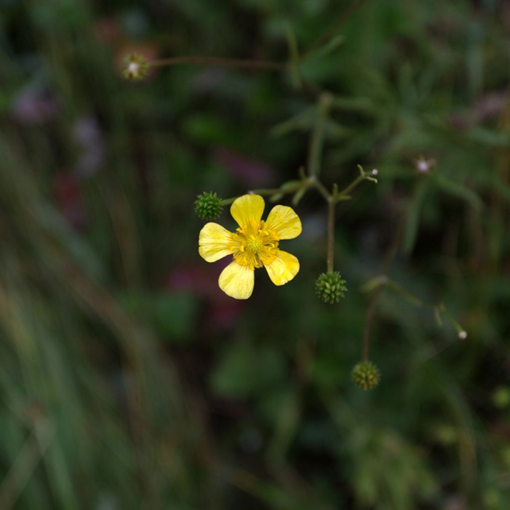 Ranunculus flammula - Ranuncolo delle passere