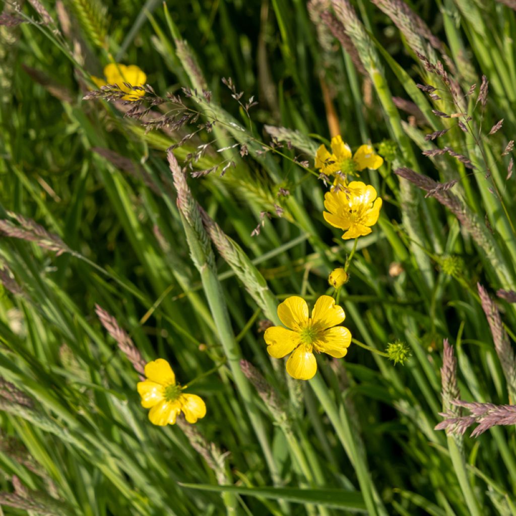 Ranunculus flammula - Ranuncolo delle passere