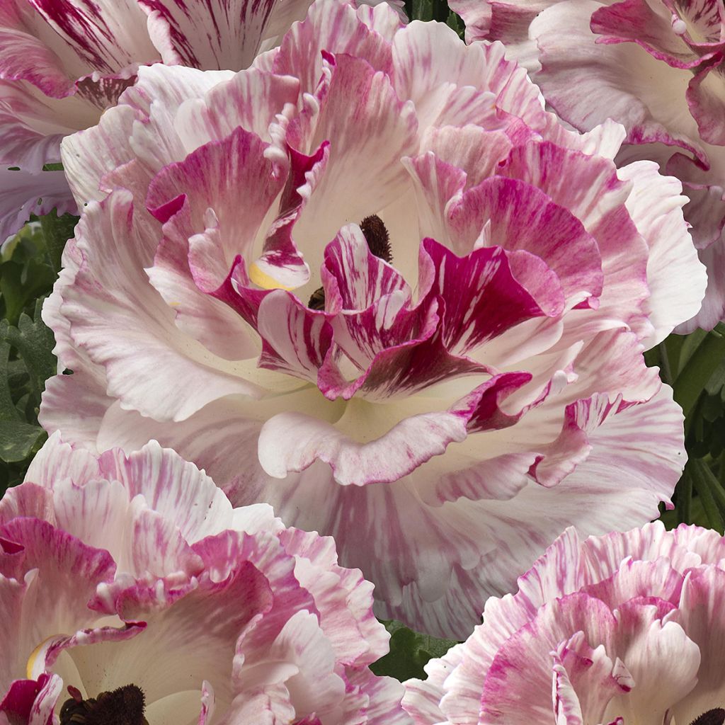 Ranuncolo asiatico Brushmark Cesar – Ranunculus asiaticus