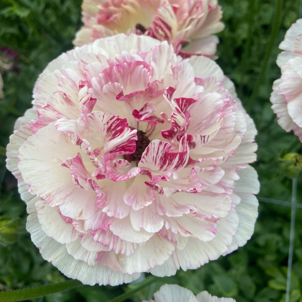 Ranuncolo asiatico Brushmark Cesar – Ranunculus asiaticus
