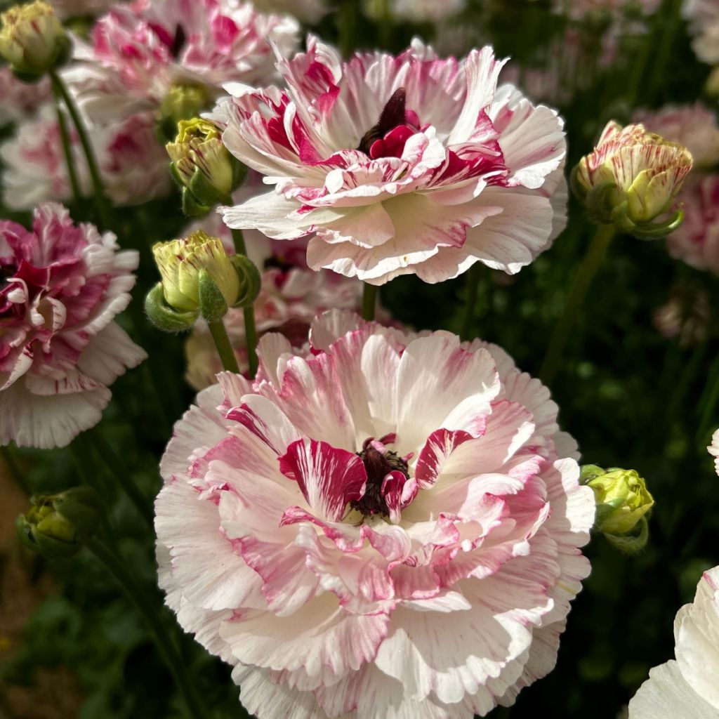 Ranuncolo asiatico Brushmark Cesar – Ranunculus asiaticus