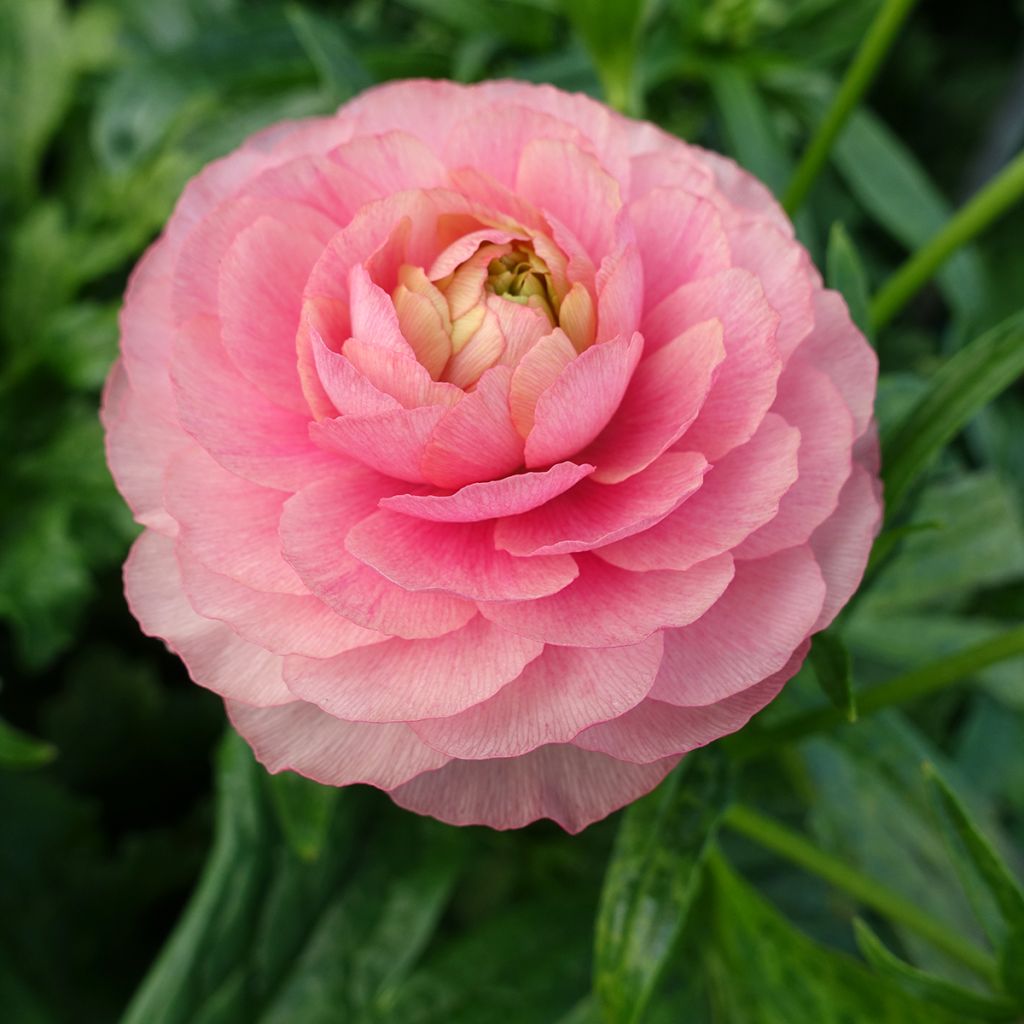Ranuncolo asiatico Butterfly Hera – Ranunculus asiaticus