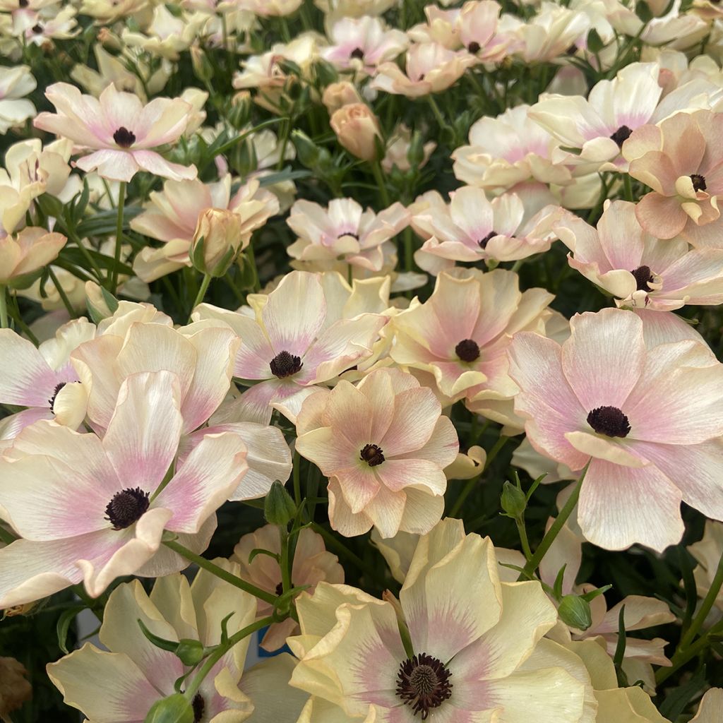 Ranuncolo asiatico Butterfly Hestia – Ranunculus asiaticus