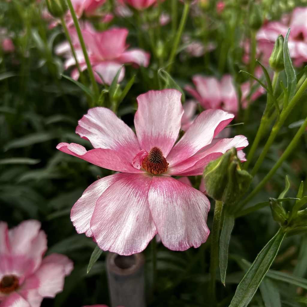 Ranuncolo asiatico Butterfly Lycia – Ranunculus asiaticus