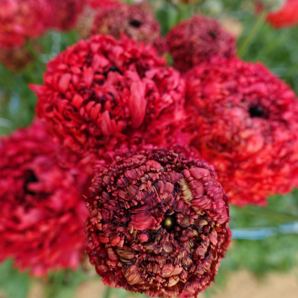 Ranuncolo asiatico Poodle Chaouen II – Ranunculus asiaticus