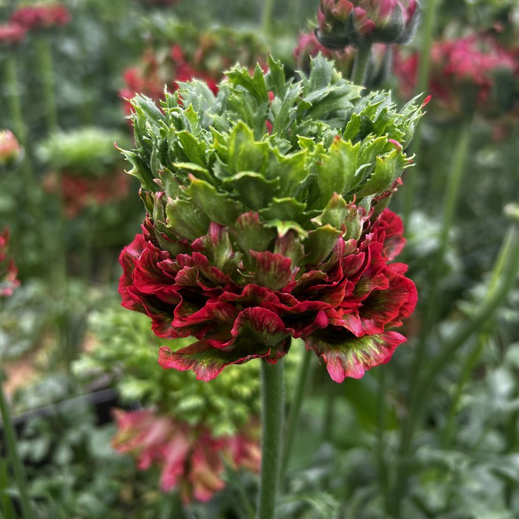 Ranuncolo asiatico Crown Bastille – Ranunculus asiaticus