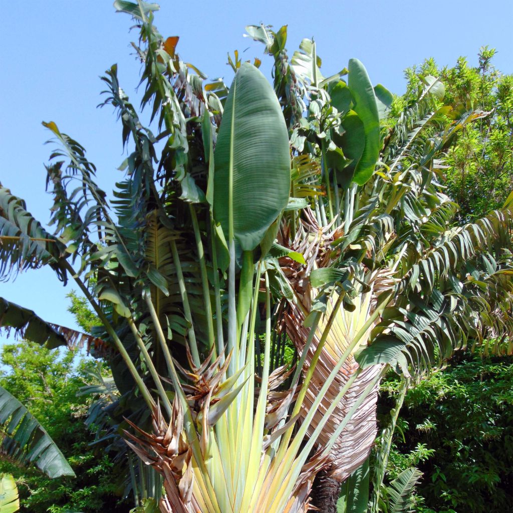 Ravenala madagascariensis - Palma del viaggiatore