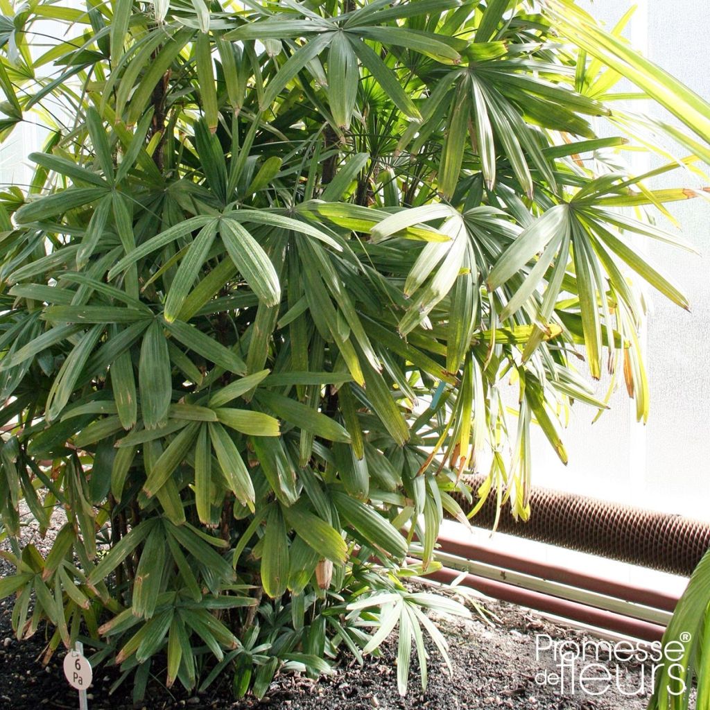 Rhapis excelsa