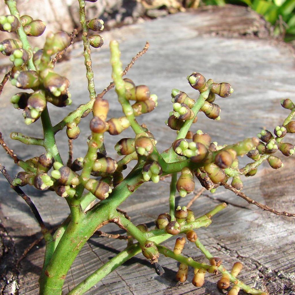 Rhapis excelsa