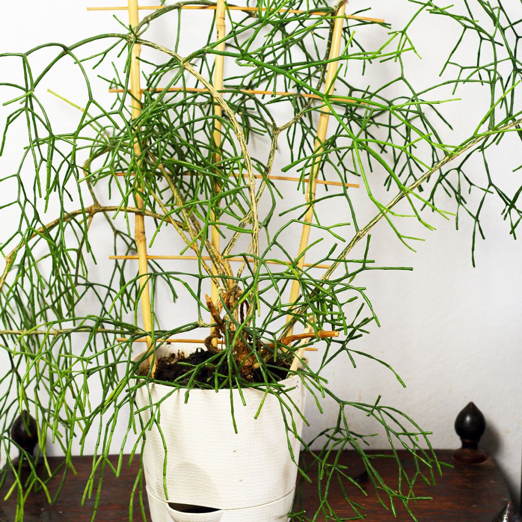 Rhipsalis burchellii - Cactus-gui