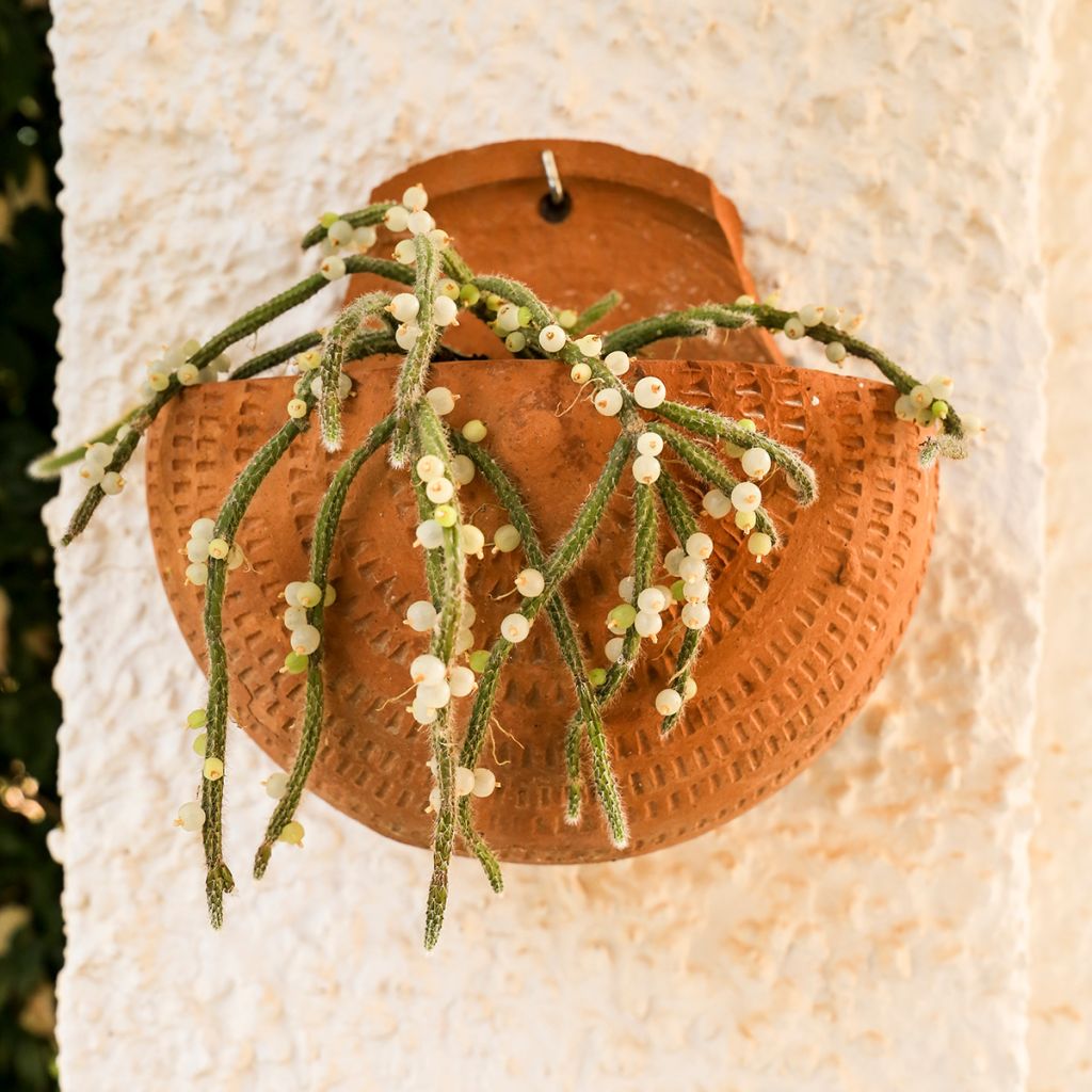 Rhipsalis baccifera subsp. horrida