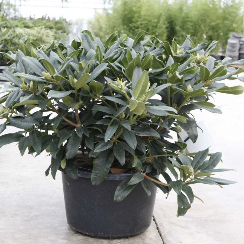 Rhododendron Marie Forte (Madame Fortier)