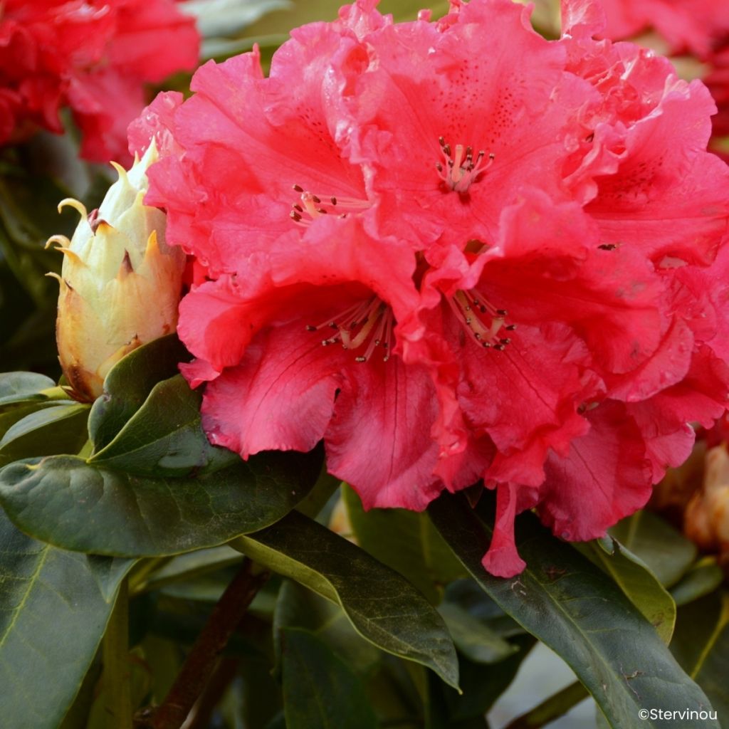 Rhododendron Markeeta's Prize