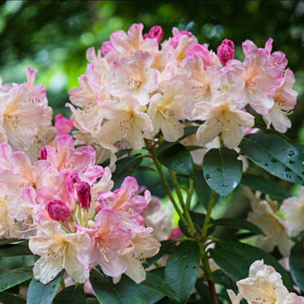 Rhododendron Percy Wiseman - Rhododendron nain