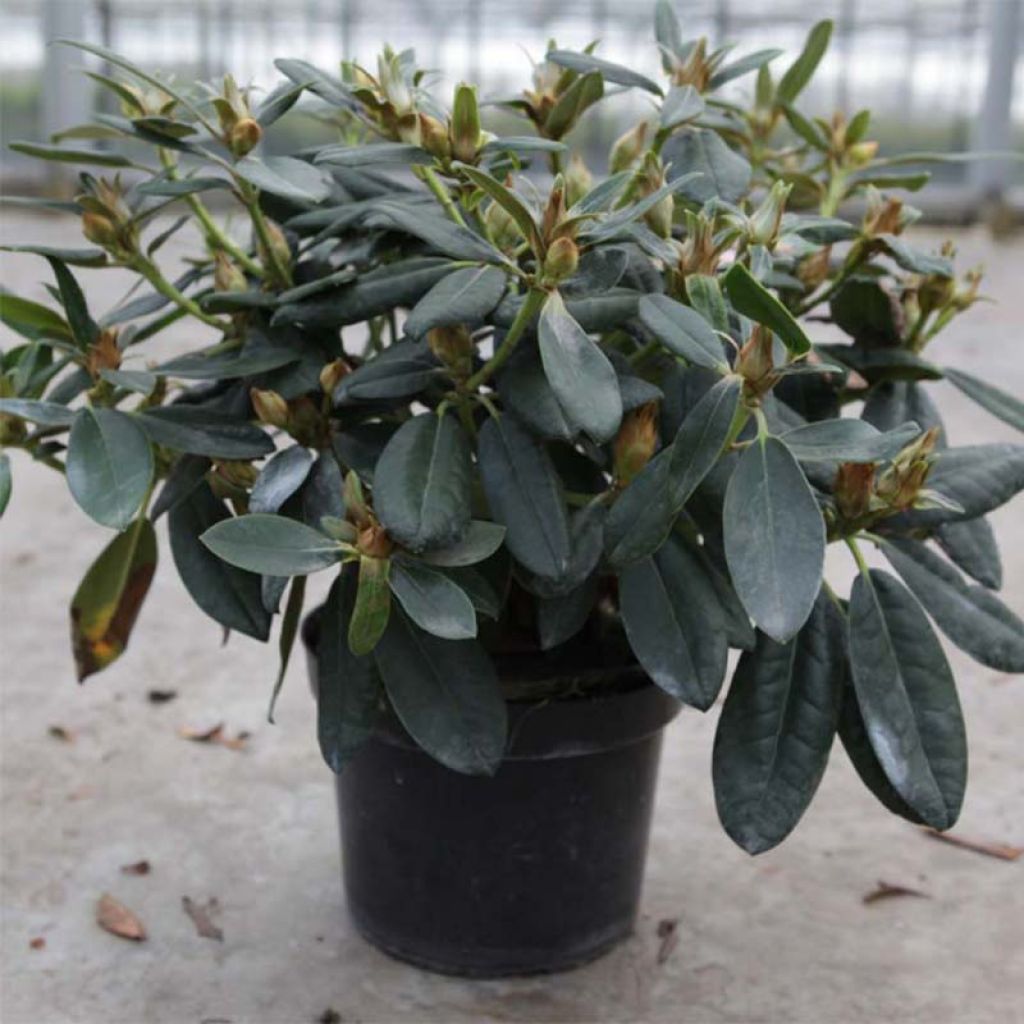 Rhododendron Percy Wiseman - Rhododendron nain