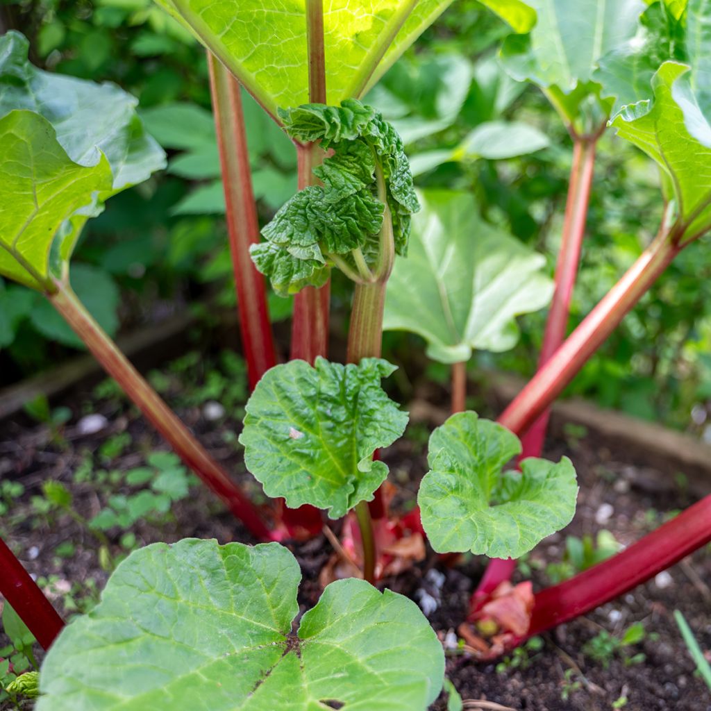 Rheum Early Champagne - Rabarbaro