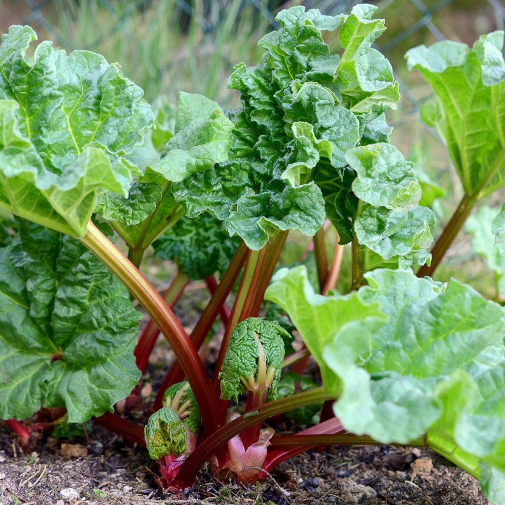 Rheum Holsteiner Blut - Rabarbaro