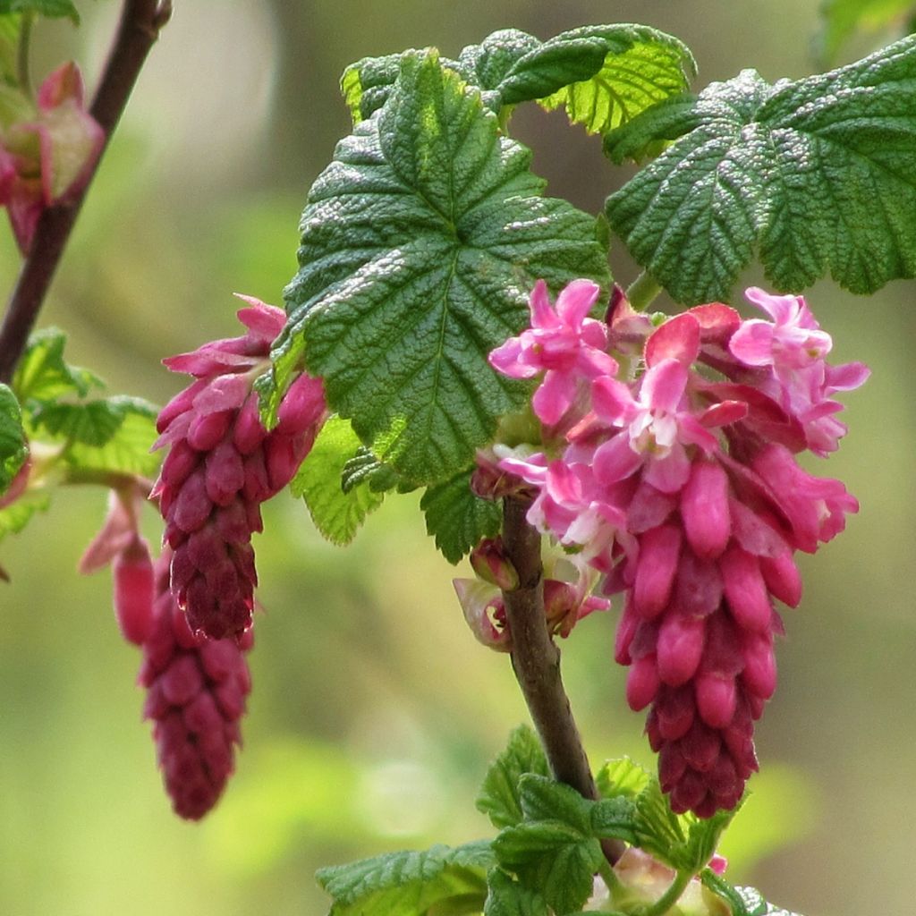 Ribes sanguineum - Ribes sanguigno