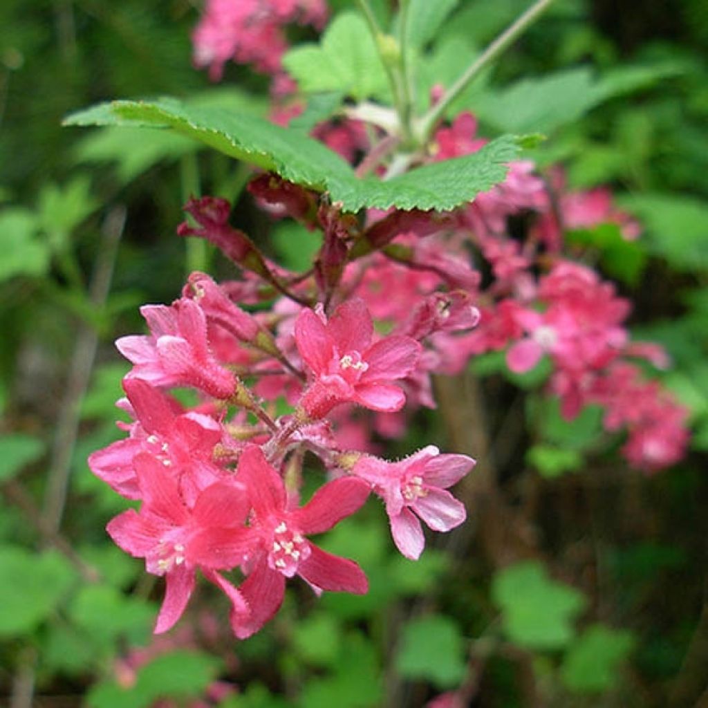 Ribes sanguineum - Ribes sanguigno