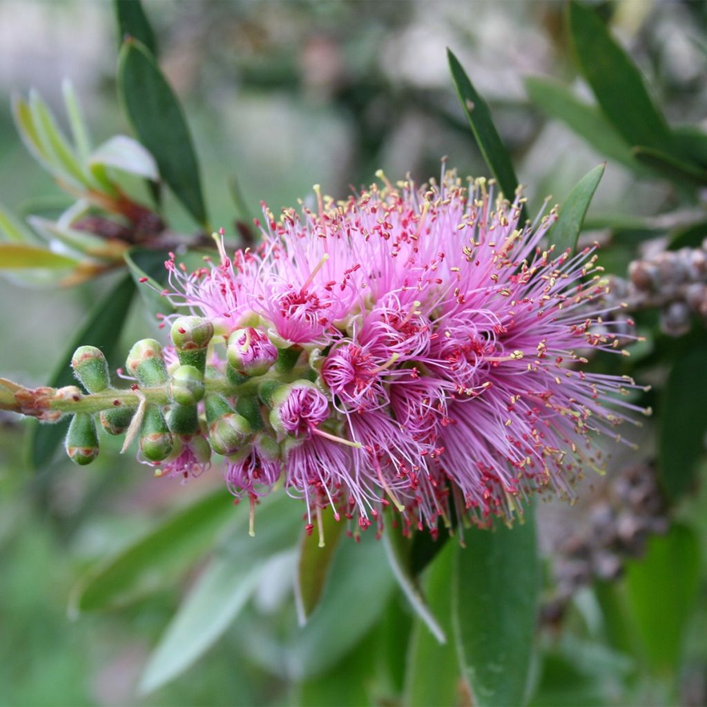 Callistemon violaceus - Pianta scovolino