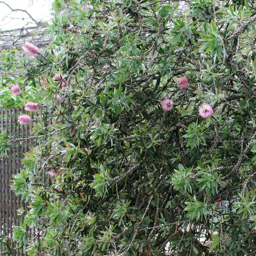 Callistemon violaceus - Pianta scovolino