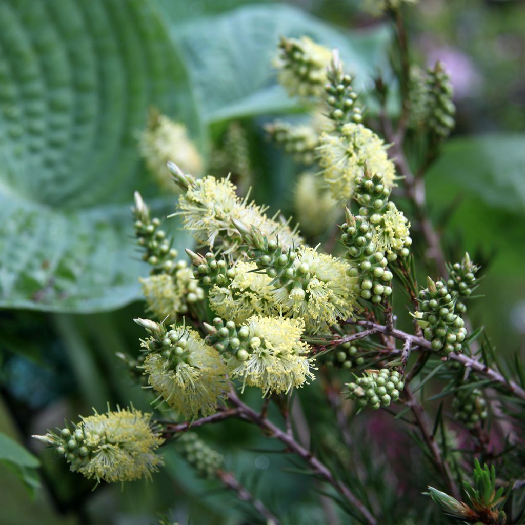 Callistemon pityoides Widdicomb Gem - Pianta scovolino