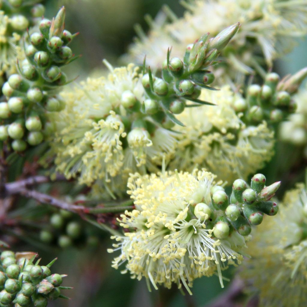Callistemon pityoides Widdicomb Gem - Pianta scovolino