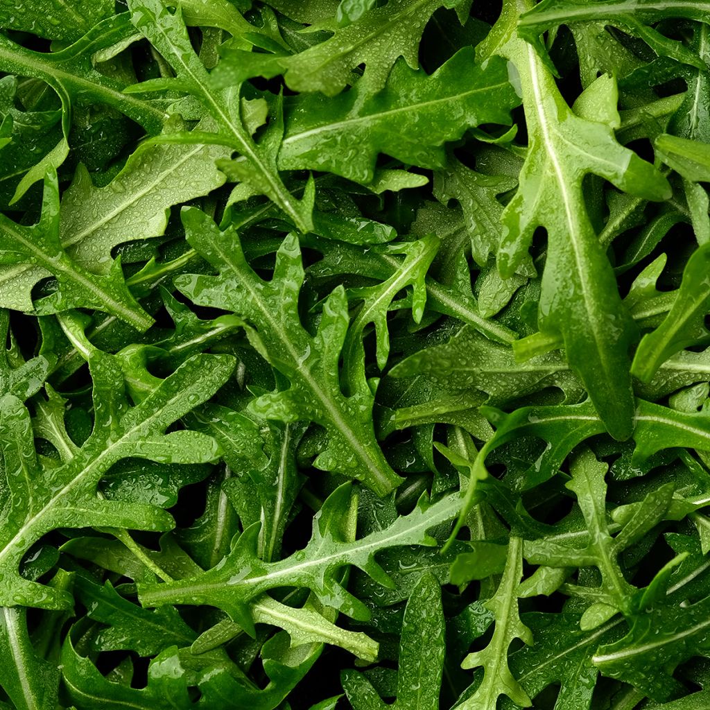Rucola Wildfire
