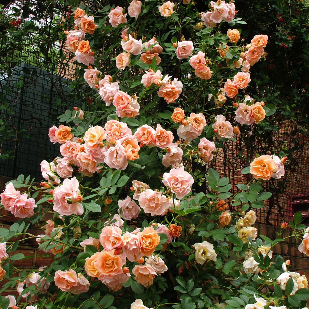 Rosa rampicante Above and Beyond