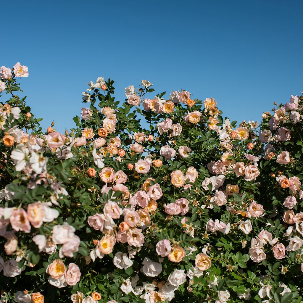 Rosa rampicante Above and Beyond