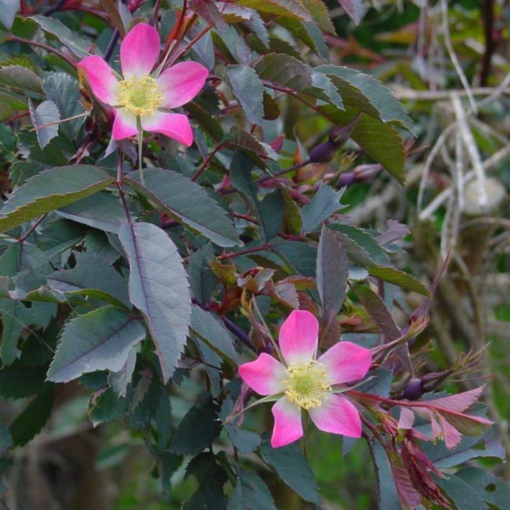 Rosa glauca - Rosa paonazza