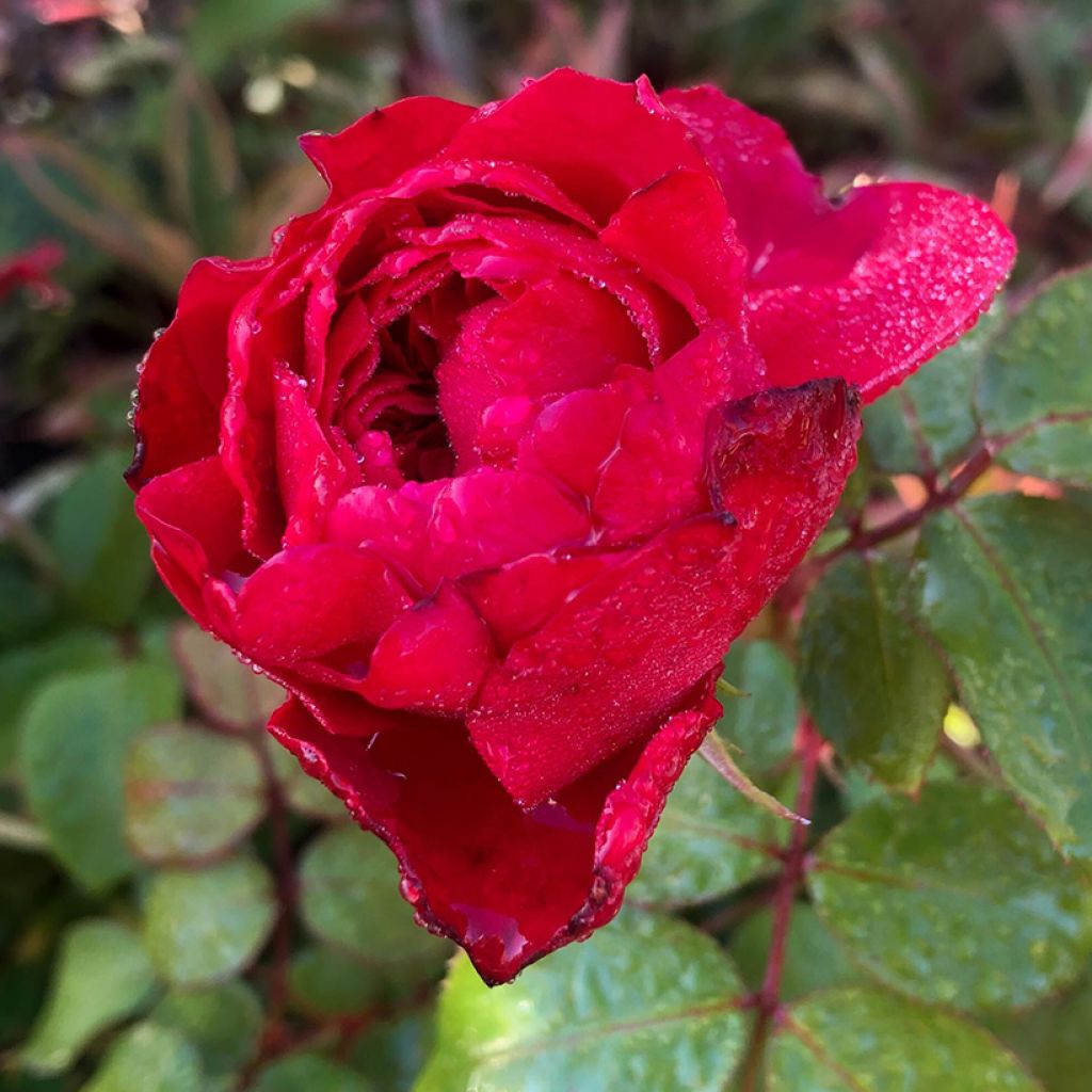 Rosa polyantha Red Leonardo da Vinci