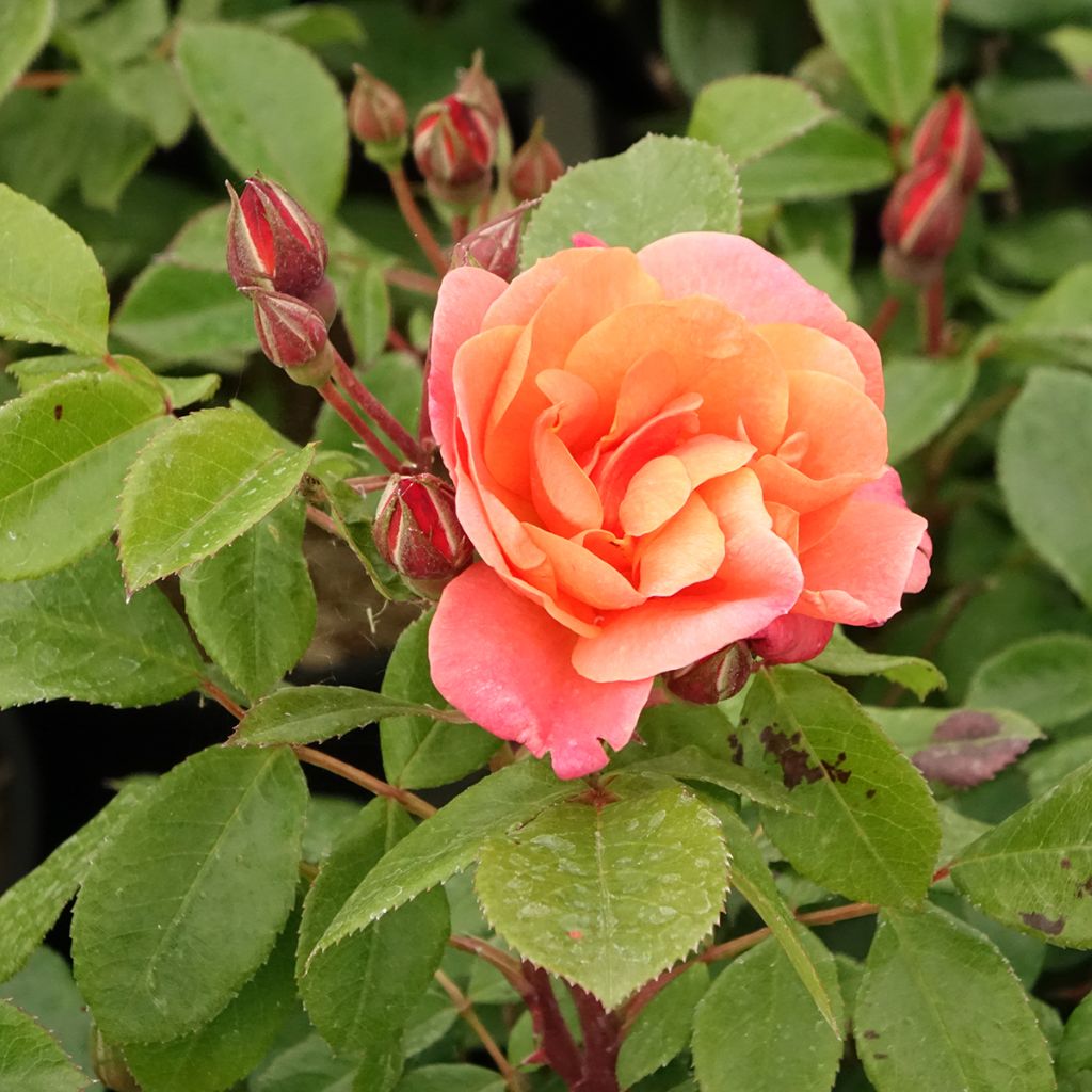 Rosa Sugar Candy Rose